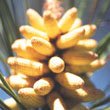  Natural Extracts